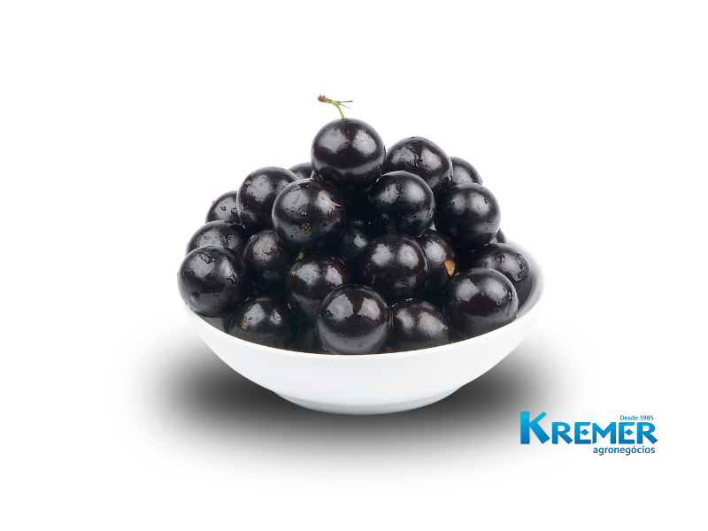 JABUTICABA